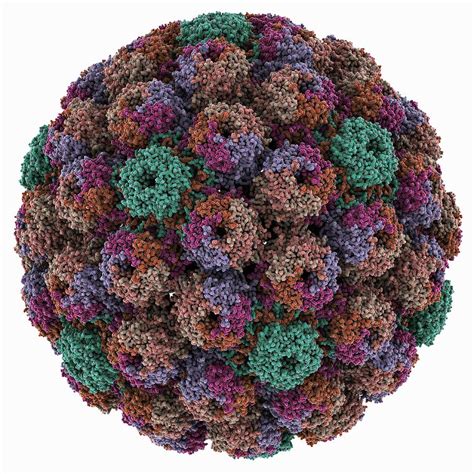 SV40 virus capsid, molecular model Photograph by Science Photo Library