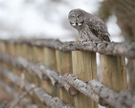 Riding The Fence Photograph By Amy Gerber Fine Art America