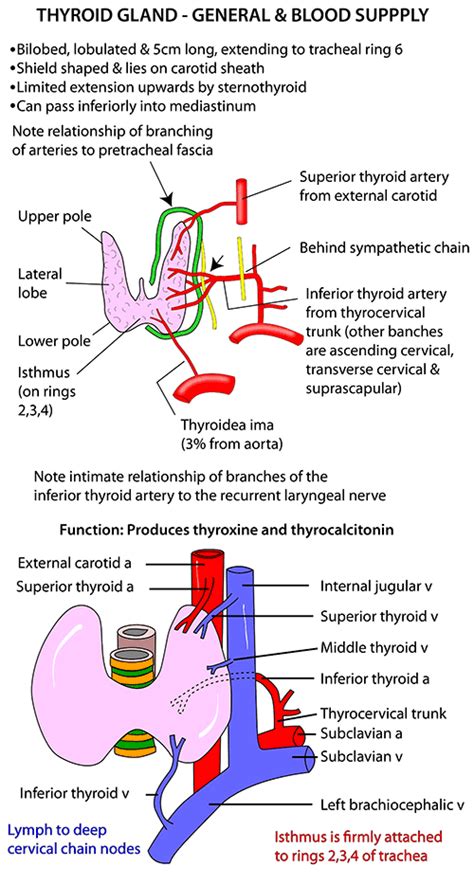 The thyroid gland is an endocrine organ located in the neck that participates in a myriad of systemic processes. Instant Anatomy - Head and Neck - Areas/Organs - Thyroid ...