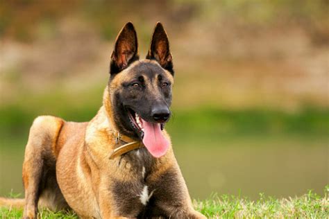 Both belgian malinois and german shepherds are herding breeds, who were originally developed to however, because they were developed in different places (germany vs belgium), by different. Belgian Malinois - Dog Breed history and some interesting ...