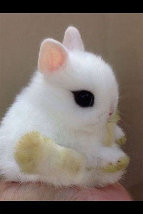 Cutest Bunnies And Bunnies On Pinterest