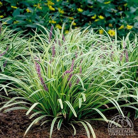 Plant Profile For Liriope Muscari ‘silvery Sunproof Variegated Lily