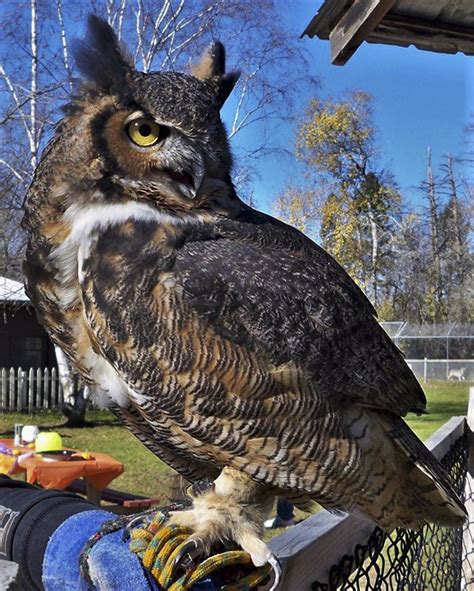 Minnesota Seasons Great Horned Owl