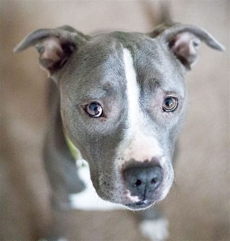Blue Nose Pitbull Facts Fun Pros And Cons Of A Blue Nosed Pup Blue