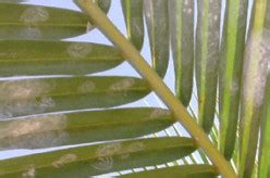 Find the right local pest control & exterminator and get your project started now. Important Pest Notice - Spiraling Whitefly - Universal ...