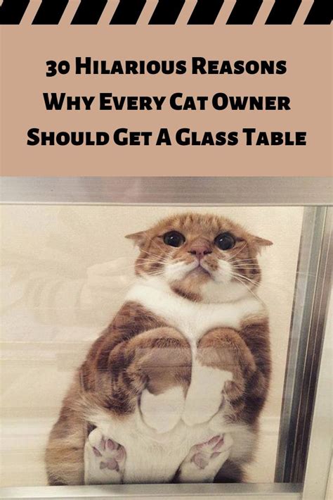 30 Hilarious Reasons Why Every Cat Owner Should Get A