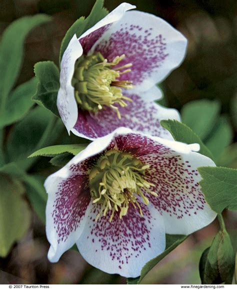 In particular helleborus thibetanus, helleborus lividus and helleborus niger can be damaged by winter cold or wet. Hellebores Cure the Late-Winter Blues - FineGardening