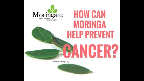 Your lucky lotto numbers for today is here, cancer. How can Moringa prevents Cancer? - YouTube
