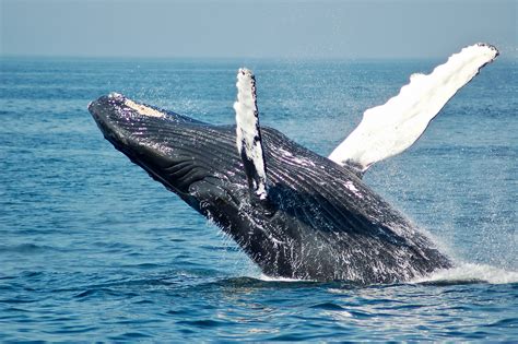 Kona Whale Watching Tours Whale Watching On The Big Island Of Hawaii