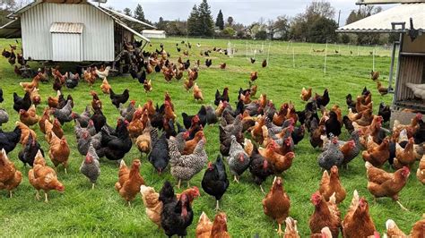 How American Farmers Raise Millions Of Poultry In The Pasture Chicken Farming Youtube