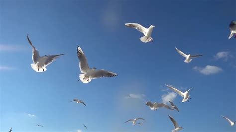 Download after effects templates, videohive templates, video effects and much more. Birds Flying In The Sky - Stock Video | Motion Array
