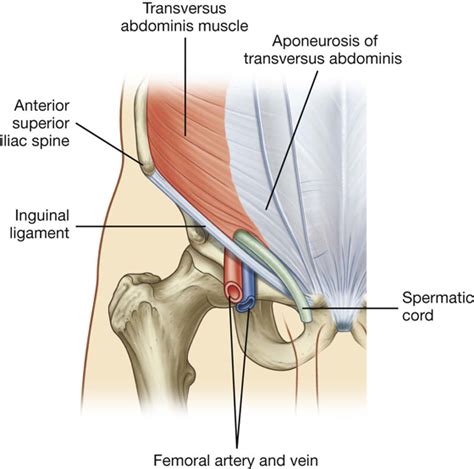 The shoulder musculoskeletal key these pictures of this page are about:conjoint tendon shoulder. Abdomen | Basicmedical Key