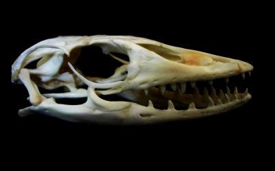 Lizards have moveable lips composed of flexible skin. Celebrating Singapore's BioDiversity!: Busting Myths about ...