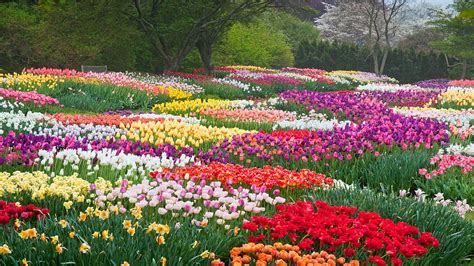 What flowers bloom in spring australia. Why You're Sneezing: The Most Beautiful Flowers in Bloom ...