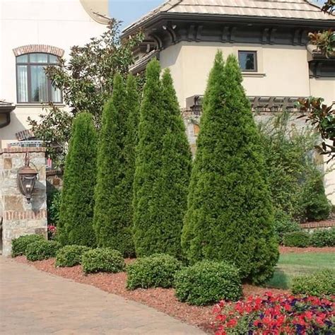 The Emerald Green Arborvitae Is Beautifully Shaped With Stunning Lush