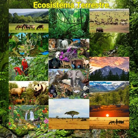 Ecosistema Terrestre Tipos Caracter Sticas Flora Fauna Y M S