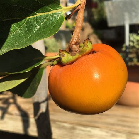 Pawpaw och persimmon är hardy åtminstone till zon 5, men eftersom dessa träd är infödda i texas, är de användbara för att återkräva och naturalisera statens utomhusområden. Fruit Trees for Central Texas - Hill Country Water Gardens ...