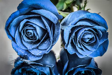 Wallpaper Blue Flowers Rose Plants Water Drops 2560x1702