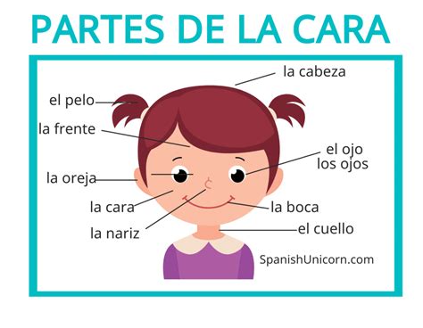 Partes Del Cuerpo En Español Actividades Vocabulario
