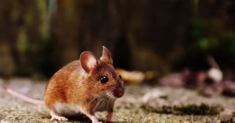 Michigan Reports First Human Case Of Rodent Borne Hantavirus Ntd