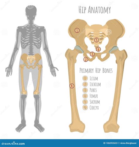 Hip Bone Anatomy Diagram Blank