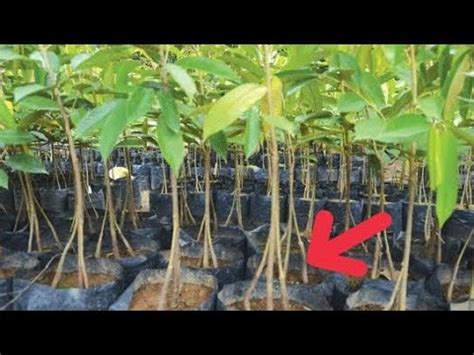 Cara Sambung Kaki Ganda Pohon Durian Youtube