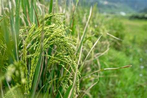 Close Up Rice Plants In Paddy Field Stock Image Image Of Brown Grass