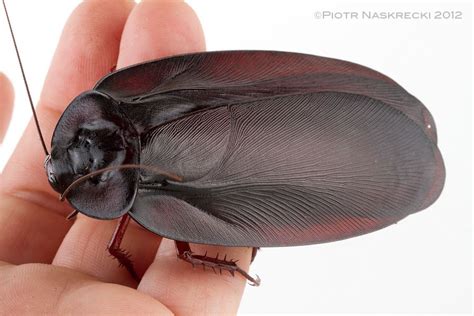Please stop retweeting about the giant cockroach. 4 Largest Cockroach Species That You Might Want To See