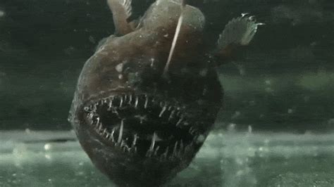 Ten Horrifying Deep Sea Creatures Ranked Gizmodo Australia
