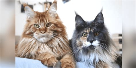 Nearly a third of cats in animal shelters are purebred, and some rescue organizations even specialize in particular breeds. 17 Reasons To Never Adopt A Maine Coon Cat | HolidogTimes