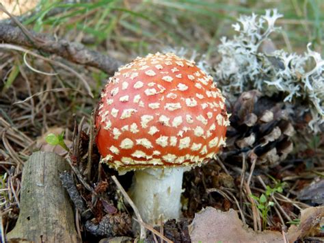 Free Images Fauna Fungus Fungi Toxic Agaric Bolete Amanita