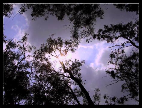 Sky Through The Trees By Evergreenartist On Deviantart