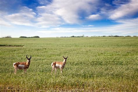 Der Grasslands National Park Saskatchewan Kanada