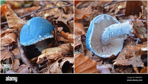 Stropharia Cyanea Mushroom In The Woods Stock Photo Alamy