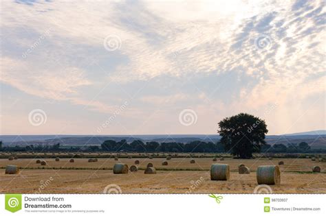 Vast Field Of Hay Bales Stock Image Image Of Hills Color 98703937