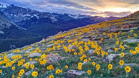 Dreaming Of Spring 9 Great Spots To See Wildflowers With Images