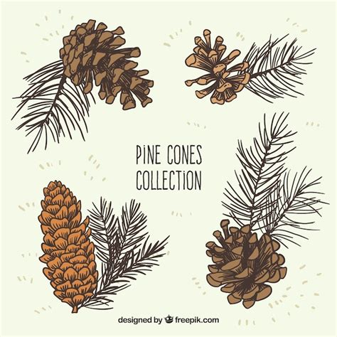 Free Vector Hand Drawn Pine Cones Collection