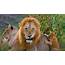 Panthera Leo – Bing Wallpaper Download