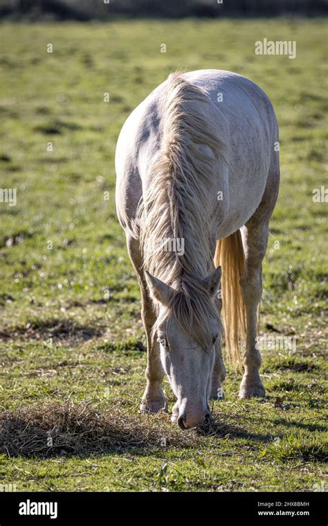 Camargue White Horse Cavallo Del Delta Camargue Provence France