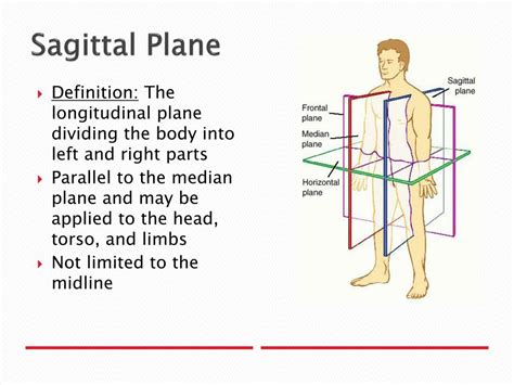 Sagittal Plane Anatomy