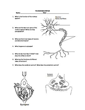 Nervous System Worksheet by Family 2 Family Learning Resources | TpT