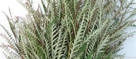 Herbs have been used as medical treatments since the beginning of civilization and some derivatives (eg, aspirin, reserpine, and digitalis) have become mainstays of human pharmacotherapy. Fresh Floral Greens and Greenery by Pacific Garland Tagged ...