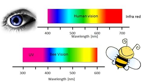 Sight For Navigation And Colour Vision How Clever Are Bees