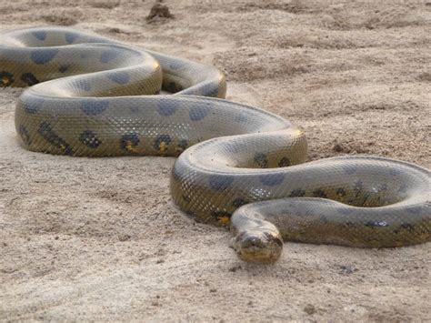 New Images For Anaconda Snake