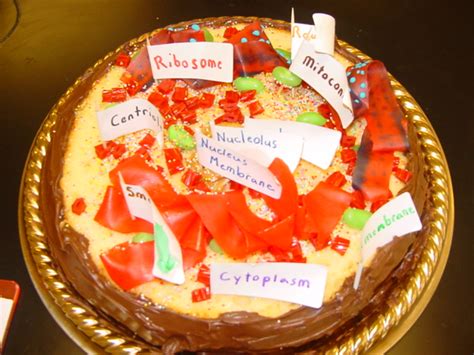 Cell membrane cytoplasm nucleus golgi apparatus endoplasmic reticulum ribosomes mitochondria vacuoles lysosomes step 3: NYLearns.org - Edible Cell