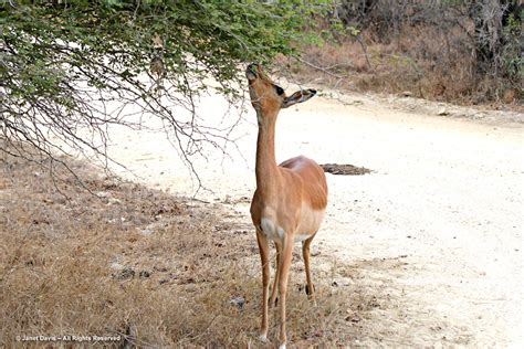 Female Impala Aepyceros Melampus Kapama Janet Davis Explores Colour