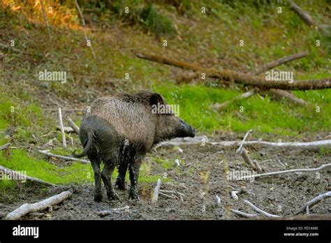 Wild Boar Sus Scrofa After Wallowing In Mud Mühleiten Lower Austria