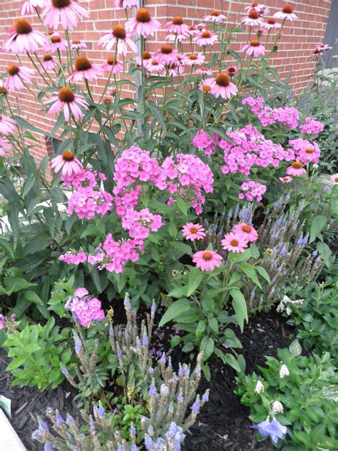 The flowers stay lovely for weeks, and even the seed pods look nice. Tall Flowers For Garden | Smalltowndjs.com