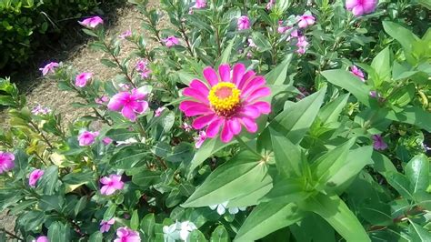 Bunga vinca major tergolong hermafrodit, solter dan aksila dengan diameter sampai 5cm. Taman Bunga Vinca - Tapakdara - Beli disini vinca gantung ...