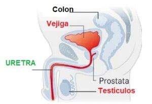 Secreci N Uretral Hombre Areaciencias